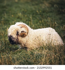 Beautiful Nature Of Zakopane. 
Local Sheep Farm.