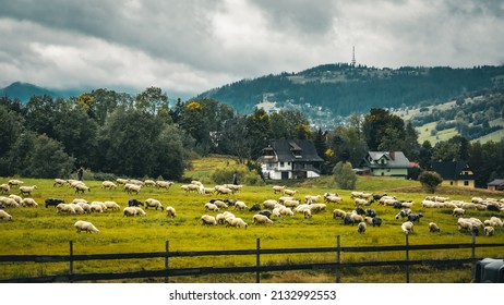 Beautiful Nature Of Zakopane. 
Local Sheep Farm.