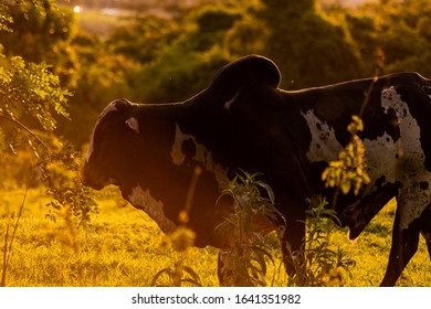 Beautiful Nellore Cattle (Bos Taurus Indicus) Grazing.