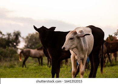 Beautiful Nellore Cattle (Bos Taurus Indicus) Grazing.