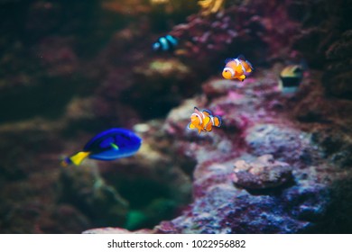 Beautiful Nemo and Dory Fish From Deep Blue Sea