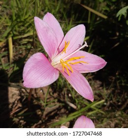 Beautiful Nepali Pink Flower Stock Photo 1727047468 | Shutterstock