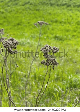 Similar – Hallig Gröde | Sand lilacs on the salt marsh