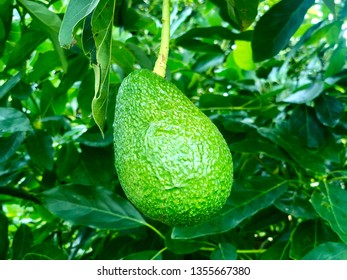 Beautiful New Zealand Raw Avocado. Green And Fresh It Grown At The Farm In Tauranga Region. Unique Background Or Wallpaper.