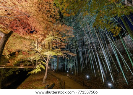 Similar – Red Trees Nacht Baum