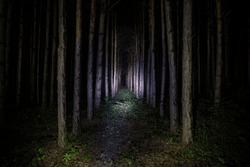 Beautiful Night Landscape Shot In Scary Forest. Magical Lights Sparkling In Mysterious Pine Forest At Night. Long Exposure Shot