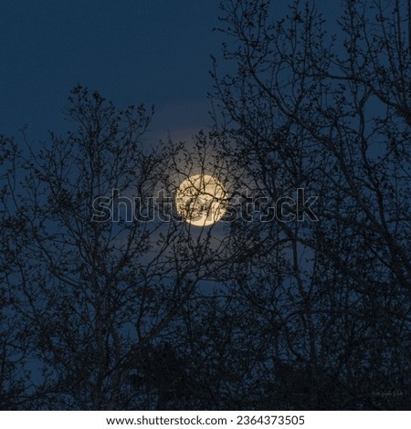 A beautiful night sky with a bright full moon peeking through a cluster of trees, Sacramento Ca, Hazy moon