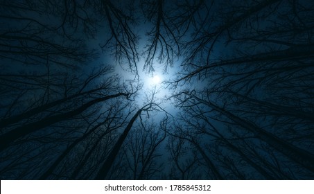 Beautiful night sky, the full Moon and the trees. Night mysterious landscape.