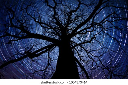 Beautiful night sky, the Milky Way and the trees. Night forest. Elements of this image furnished by NASA.