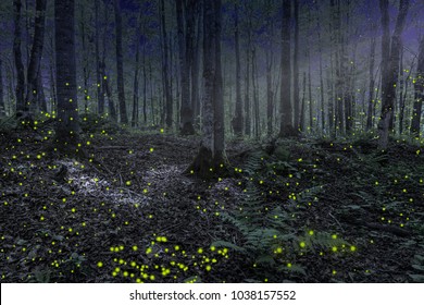 Beautiful Nighttime Forest Scene With Moonlight And Fire Flies In Northern Michigan