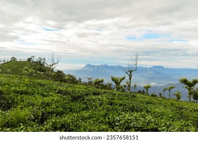 Beautiful Nilgiris tea garden landscape on the background of Western ghats mountains. Tea plantations in Western ghats, South India. - Shutterstock ID 2357658151