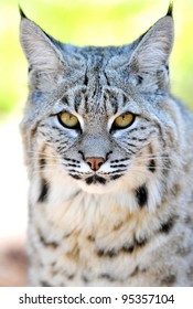 Beautiful North American Bobcat, Yellowstone National Park, Idaho / Wyoming, United States.
Full Frame Close Up Face Exotic Feline Cat Pussycat Predator