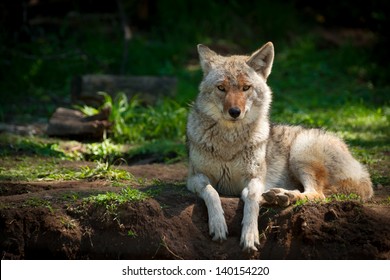 A beautiful North American Coyote (Canis latrans) stares into the camera as it lies on a dirt patch in a  Canadian forest.