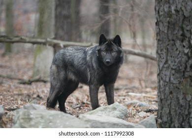 Beautiful North American Grey Wolf