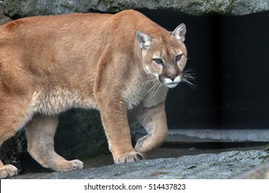 north american puma