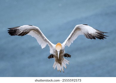 A beautiful northern gannet bird flying in the sky - Morus bassanus - Powered by Shutterstock