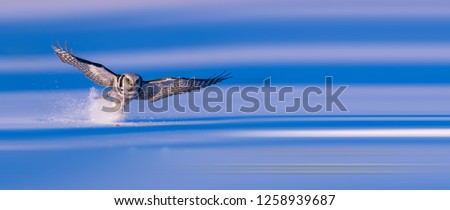 Similar – Image, Stock Photo White-fronted geese