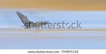 Similar – Image, Stock Photo White-fronted geese