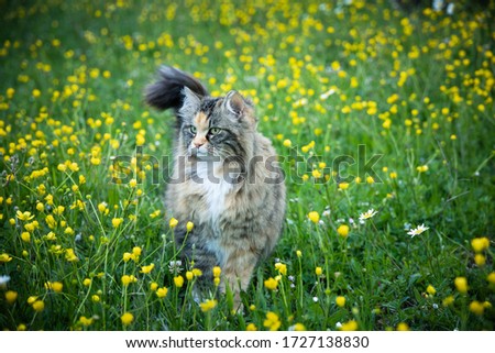 beautiful norwegian long furred cat walking cautiously in the tall grass with yellow flowers of a meadow. Freedom concept.