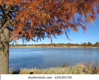 Beautiful November Day At Bob Woodruff Park, Plano, Texas