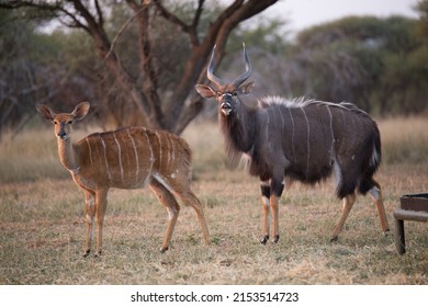 A beautiful nyala antelope male and female couple stop to look at us on our African sunset safari drive.