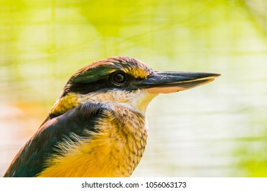 The Beautiful NZ Scared Kingfisher