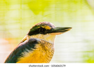 The Beautiful NZ Scared Kingfisher