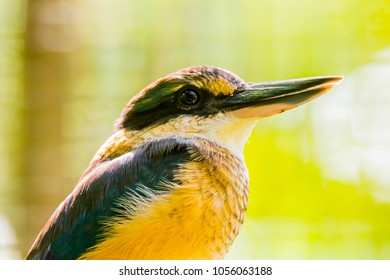 The Beautiful NZ Scared Kingfisher