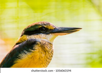 The Beautiful NZ Scared Kingfisher