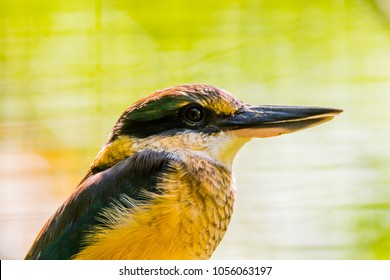 The Beautiful NZ Scared Kingfisher