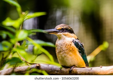 The Beautiful NZ Scared Kingfisher