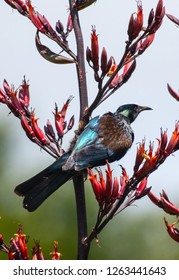 Beautiful NZ Tui Sitting On Flax Flower Stem