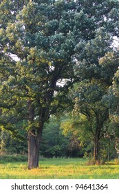 Beautiful Oak Savanna Of Illinois Under Evening Light