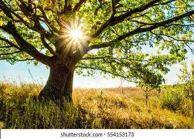 Beautiful oak tree in the grass field and sunlight among its branches and leaves. Summer landscape