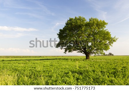 beautiful oak tree with green foliage on a background of blue sky and green grass under the crown, summer landscape. in the background road