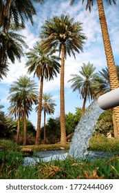 Beautiful Oasis Palm With Natural Water Spring