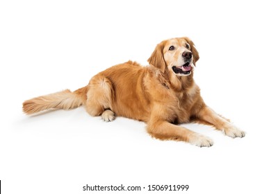 Beautiful obedient Golden Retriever purebred dog lying down on white - Powered by Shutterstock