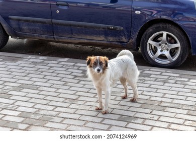 Beautiful Obedient White Dog On Background Of Black Car. White Dog, Smart Eyes, Brown Head, Paws In Mud .