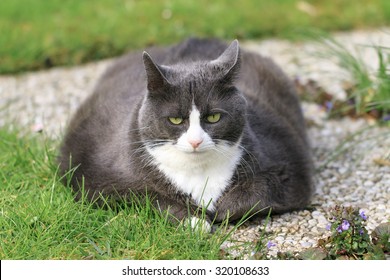 Fatty Cat Images, Stock Photos 