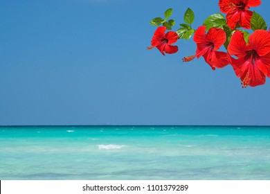 ハイビスカス 海 High Res Stock Images Shutterstock