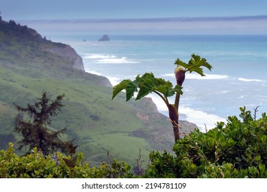 Beautiful Ocean Overlooking The Lost Coast Humboldt County California