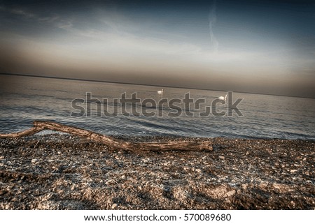 Similar – seagulls at sunset in the mudflats.