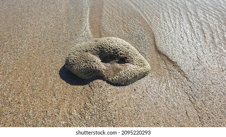 Beautiful Ocean Wave With Huge Round Shells