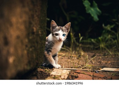 Beautiful odd eyed cat kitten.Looking towards camera.Sitting under a wall