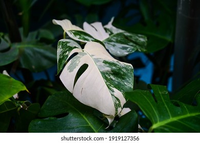 Beautiful And Odd Leave Of White Variegated Monstera On The Background Of Other Green Plants And Branches.