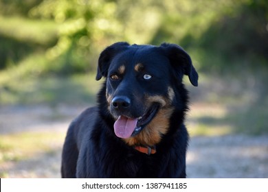 Beautiful Odd-eyed Dog (heterochromia Iridum)