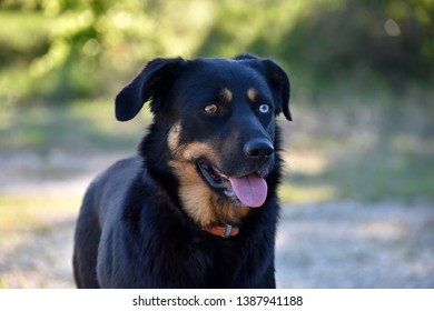 Beautiful Odd-eyed Dog (heterochromia Iridum)