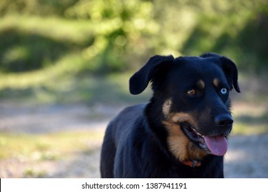 Beautiful Odd-eyed Dog (heterochromia Iridum)