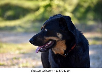 Beautiful Odd-eyed Dog (heterochromia Iridum)