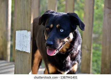 Beautiful Odd-eyed Dog (heterochromia Iridum)